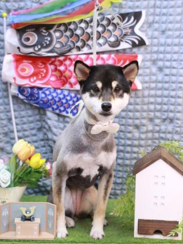 20230505ごまちゃん